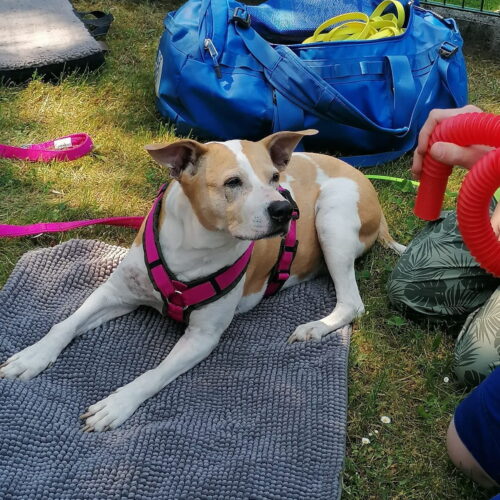 Tiergestützte Pädagogik