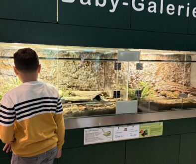 Museum NÖ