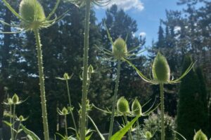 2026-06-23 Friedhof3 2026-06-23 Friedhof3